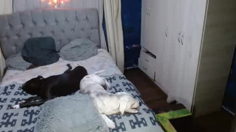 _azalea_65 online show from September 11, 2:55 am