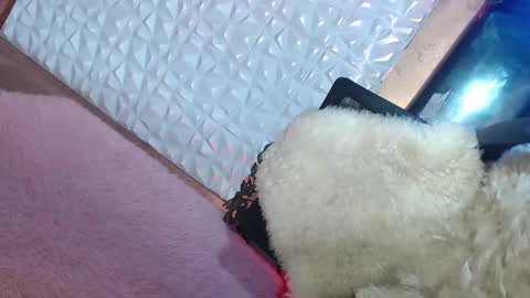 Caroline online show from January 19, 1:55 pm