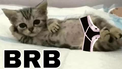 Snapshot of _meowmiko__ chatting on March 12, 9:54 pm miko3 online show from March 12, 9:54 pm