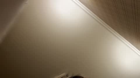 Francine Aisi Morpho - a genus of blue butterflies. online show from December 21, 8:49 pm