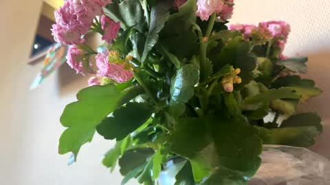 KOYO online show from April 4, 3:31 pm