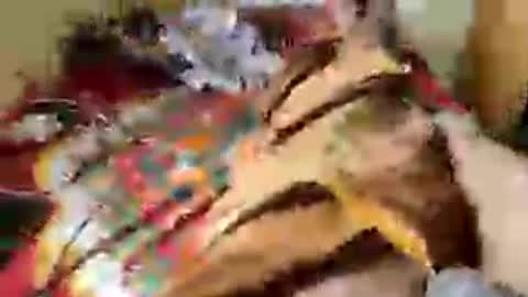 Aachujos online show from June 12, 5:50 am