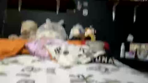 adam and abby online show from February 28, 5:37 pm