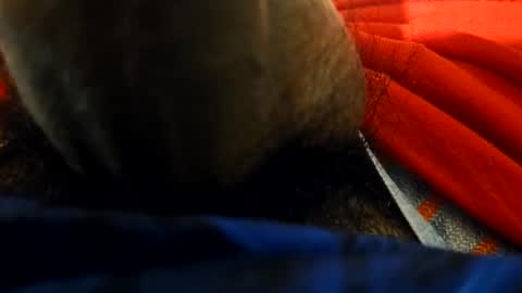 Snapshot of anel794872 chatting on February 23, 6:00 am anel794872 online show from February 23, 6:00 am