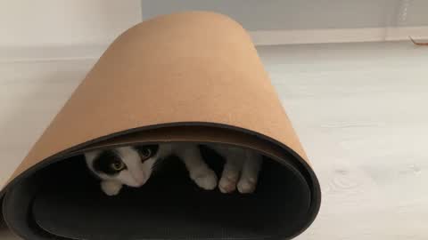 N  antics online show from October 12, 8:57 am