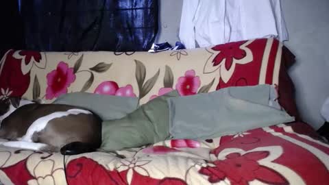 Black Panther online show from September 27, 11:48 am