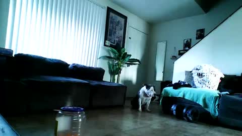 Snapshot of blackriches96 chatting on February 17, 3:09 pm blackriches96 online show from February 17, 3:09 pm