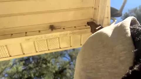 Snapshot of blaxkasta chatting on January 4, 5:05 pm Black Clover online show from January 4, 5:05 pm