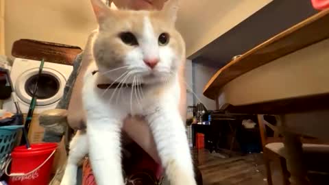 bluebloodednorsewitch online show from March 28, 4:01 am