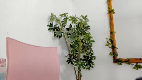   online show from December 16, 11:54 pm