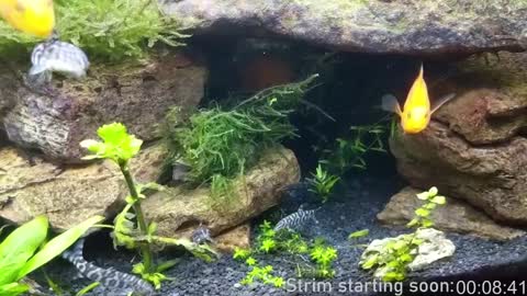 Booker Baxton online show from January 4, 4:01 am