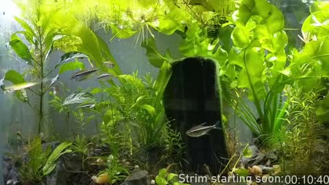 Booker Baxton online show from January 7, 3:57 am