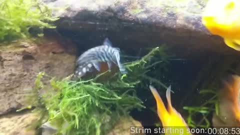 Booker Baxton online show from January 10, 4:01 am