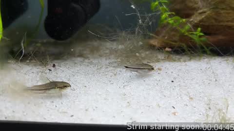 Booker Baxton online show from January 24, 4:05 am