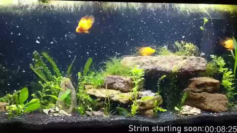 Booker Baxton online show from September 30, 3:00 am