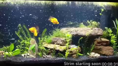 Booker Baxton online show from October 1, 3:01 am