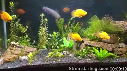 Booker Baxton online show from November 15, 3:59 am