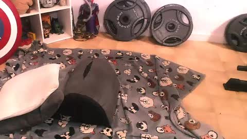 Snapshot of bouncinbooty chatting on April 11, 7:51 pm Pumpkin Butt online show from April 11, 7:51 pm