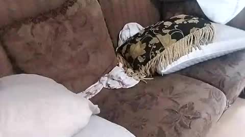 bxpapi69 online show from November 20, 6:40 pm