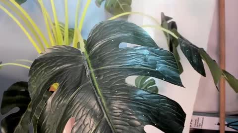 Camillo Virgil online show from October 17, 11:02 am