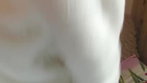 Snapshot of candylady13 chatting on December 14, 11:39 am say meow and send tips online show from December 14, 11:39 am