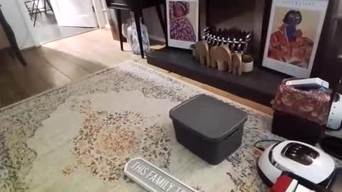 Bakewell Trixie  online show from February 9, 8:46 pm