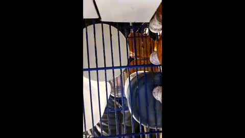 Snapshot of cheffydl chatting on December 15, 11:36 am cheffydl online show from December 15, 11:36 am