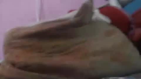 Snapshot of cheliafun chatting on April 20, 2:42 pm Cheila online show from April 20, 2:42 pm
