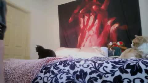 Snapshot of chinacove chatting on February 16, 12:40 am ChinaCove online show from February 16, 12:40 am