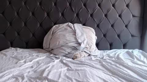 Snapshot of chubbydays chatting on April 3, 7:34 pm chubbydays online show from April 3, 7:34 pm