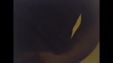 cobra1092 online show from February 2, 6:01 am