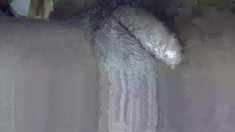 GIANT  Lamar  72 ft  tall  with a  10 inches  BBC   hard quick cumshot in private show lets go online show from June 3, 3:17 pm