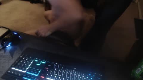 Dakota online show from September 14, 11:53 am