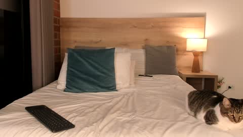 Dilarahkesh  online show from January 23, 10:32 am