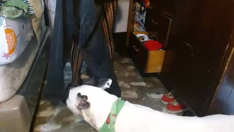 dreamreal online show from February 8, 12:08 pm