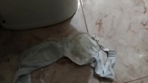 dthedog12 online show from September 24, 12:52 pm