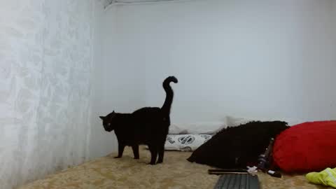 elektra online show from September 20, 4:13 am