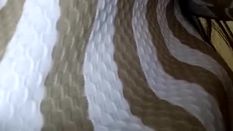 elina_roy03 online show from December 1, 2:38 am