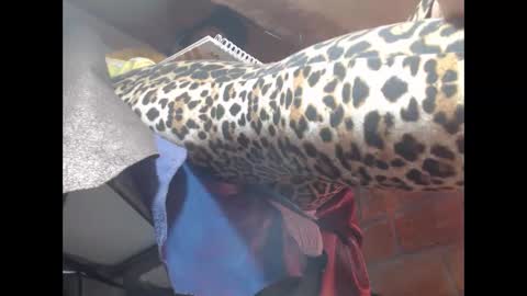 Snapshot of eskelaswd chatting on March 23, 5:00 am Eskela911 online show from March 23, 5:00 am