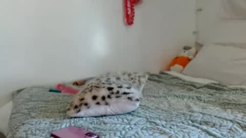 eveexxclusive online show from October 17, 8:33 pm