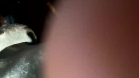 fieldmousebby online show from November 12, 8:15 am