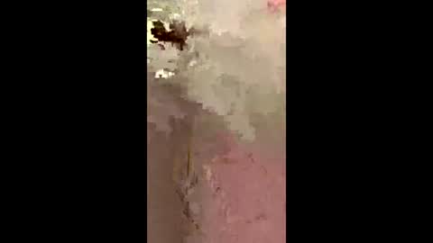 Snapshot of freelingling chatting on December 2, 9:47 am freelingling online show from December 2, 9:47 am