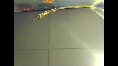 Snapshot of fucmebudoo chatting on October 18, 7:53 am Warwick online show from October 18, 7:53 am