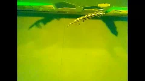 Snapshot of fucmebudoo chatting on October 22, 10:04 am Warwick online show from October 22, 10:04 am