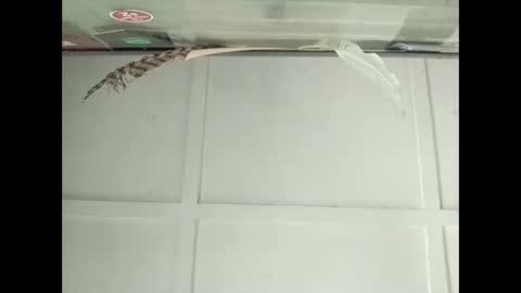 Snapshot of fucmebudoo chatting on October 27, 3:10 am Warwick online show from October 27, 3:10 am