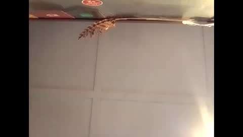 Snapshot of fucmebudoo chatting on October 30, 7:10 am Warwick online show from October 30, 7:10 am