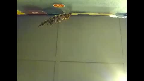 Snapshot of fucmebudoo chatting on November 1, 8:27 am Warwick online show from November 1, 8:27 am