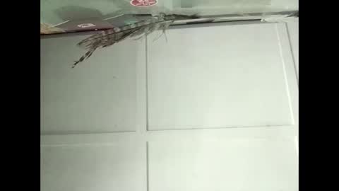 Snapshot of fucmebudoo chatting on November 12, 2:34 am Warwick online show from November 12, 2:34 am