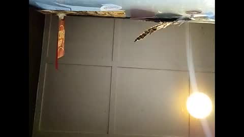 Snapshot of fucmebudoo chatting on November 23, 10:59 am Warwick online show from November 23, 10:59 am