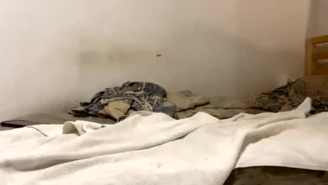 Goldmedal online show from January 15, 9:07 pm